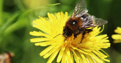 wenn Biene Blume nicht mehr kann Schlüsselfeld Bienen Imker Honigbienen