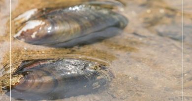 Niedrigwasser Obermain Kanuverleih Franken