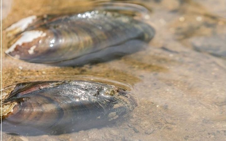 Niedrigwasser Obermain Kanuverleih Franken