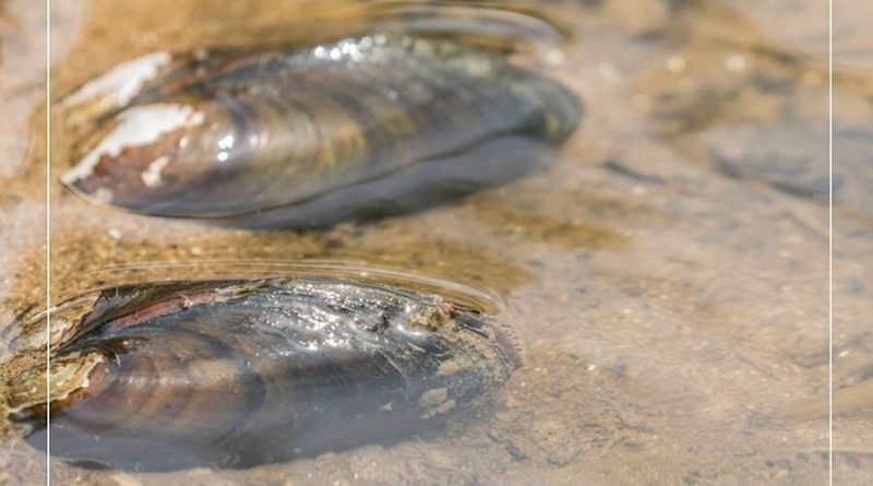 Niedrigwasser Obermain Kanuverleih Franken