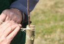 Apfel- und Birnenreiser vom Obstparadies Bamberger Land