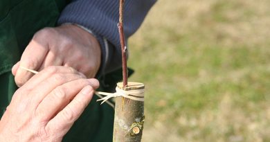 Apfel- und Birnenreiser vom Obstparadies Bamberger Land