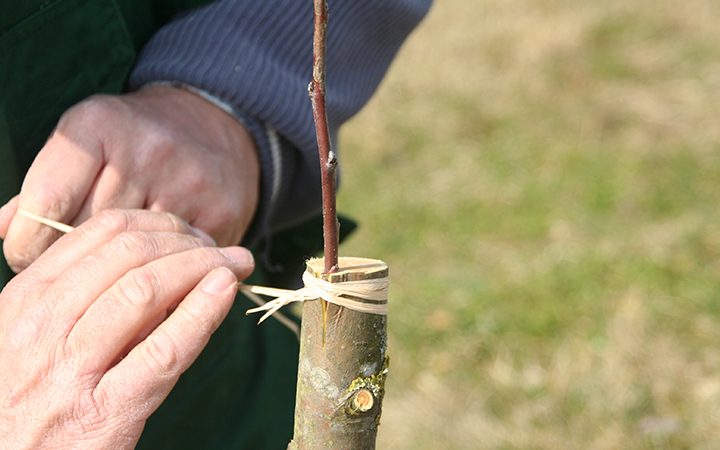 Apfel- und Birnenreiser vom Obstparadies Bamberger Land