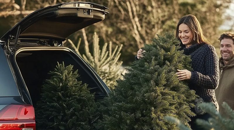 Weihnachtsbaum sicher transportieren – So geht’s richtig!