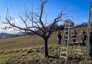 Kurs zur Pflege alter Obstbäume in Trabelsdorf