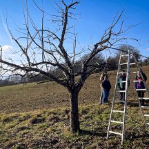 Kurs zur Pflege alter Obstbäume in Trabelsdorf