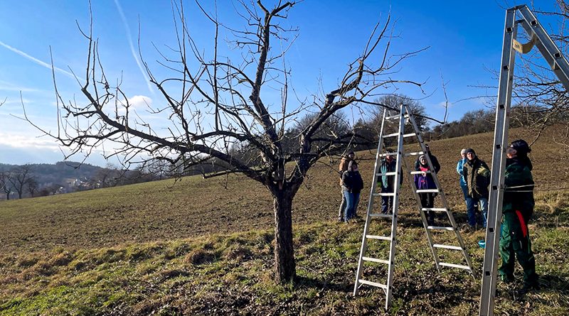 Kurs zur Pflege alter Obstbäume in Trabelsdorf