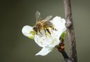 Infoabend für angehende Imker: Ist Bienenhaltung das Richtige?