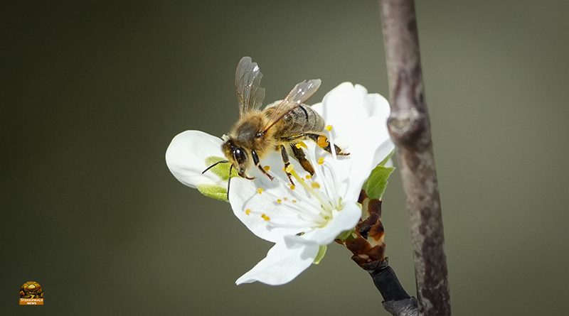 Infoabend für angehende Imker: Ist Bienenhaltung das Richtige?